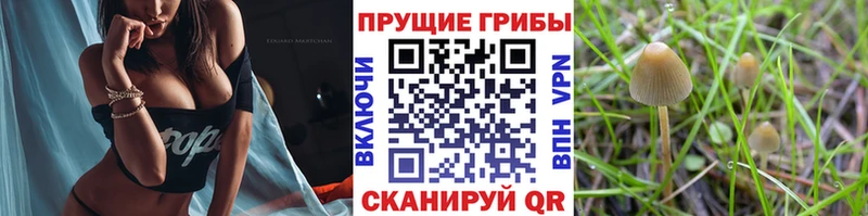 Псилоцибиновые грибы мухоморы  где купить   мега зеркало  Гусиноозёрск 